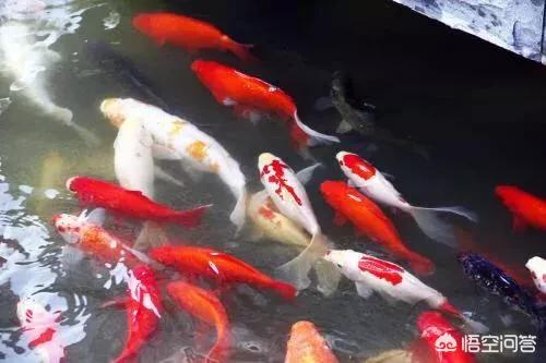 银锦鲤鱼吃什么食物:家养的锦鲤吃什么魚食好？
