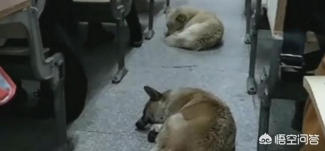 狗咬人图片:为什么恶犬伤人事件频发？