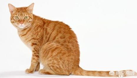 猫咪有约论坛进不去:旧猫和新猫相处不了怎么办？