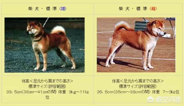 日本柴犬图片:如何评价中国土狗和日本柴犬？