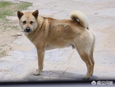 日本柴犬图片:如何评价中国土狗和日本柴犬？
