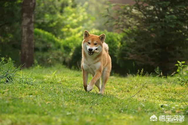 日本柴犬图片:如何评价中国土狗和日本柴犬？