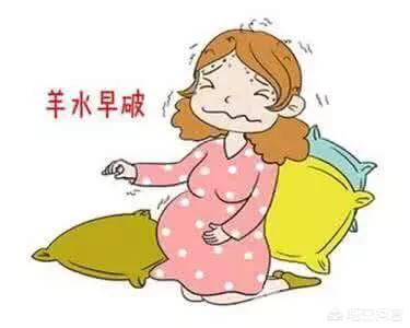 松狮狗生产前的预兆:准妈怎样辨别什么时候要分娩？