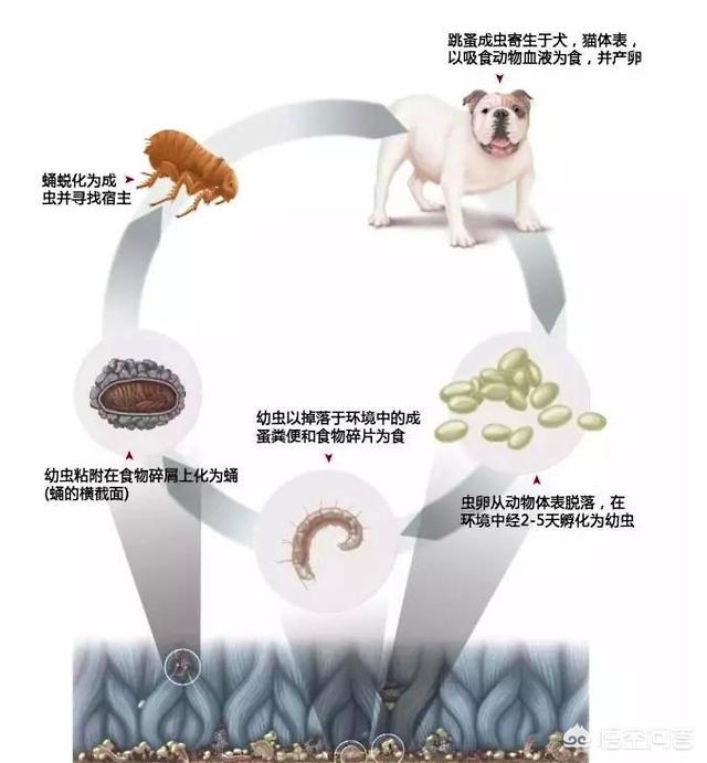 头条问答 狗狗身上有多少种寄生虫 萌宠微课堂的回答 0赞