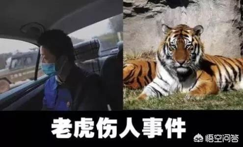 老虎伤人事件:八达岭动物园老虎伤人案后续进展如何？ 老虎伤人事件赵菁完整视频