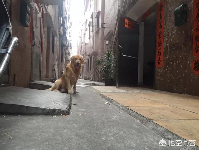 金毛寻回犬猫咪训练:狗狗中有哪些是“易训”的？你家狗狗好训练吗？ 怎样训练金毛寻回犬