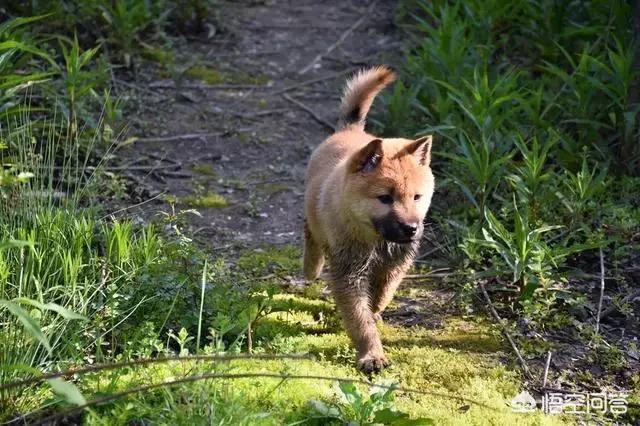 缉毒犬被安乐死之前:狗狗临死前会有哪些征兆？