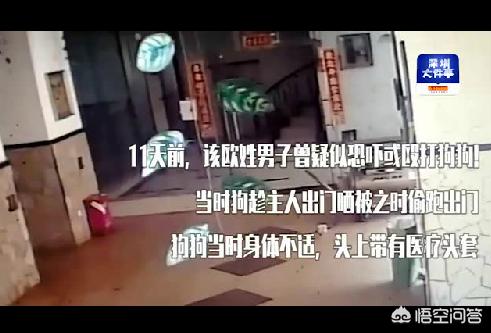 男子摔狗事件:宝鸡摔孩子男人怎么判刑？ 南京摔狗事件