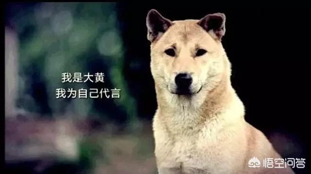 熊皮沙皮犬是松狮和沙皮的串吗:为什么人们总是把串串狗归类于中华田园犬？