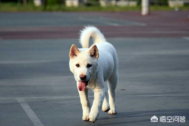 熊皮沙皮犬是松狮和沙皮的串吗:为什么人们总是把串串狗归类于中华田园犬？