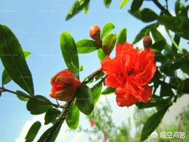 枣庄的石榴花几月开:枣庄附近有看花的好地方吗？