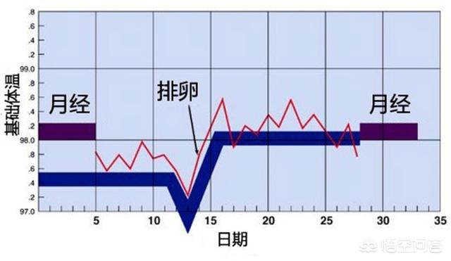 怎麼算出自己的排卵期讓自己受孕