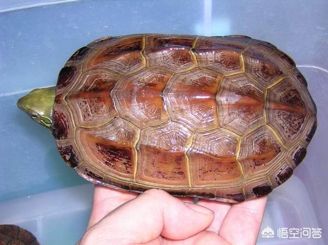 春天刚买的乌龟不吃食怎么办:乌龟买到家为何不吃饭？多久才能吃？
