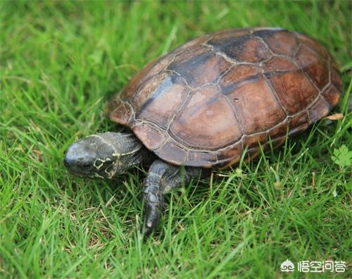 春天刚买的乌龟不吃食怎么办:乌龟买到家为何不吃饭？多久才能吃？