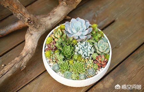 头条问答 浅盆适合什么植物 3个回答