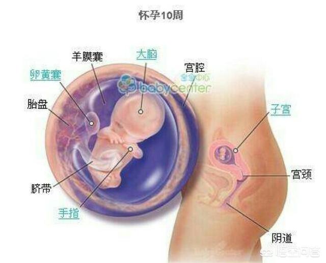 胎儿的发育过程:宝宝成长过程要接受的几大挑战是什么？