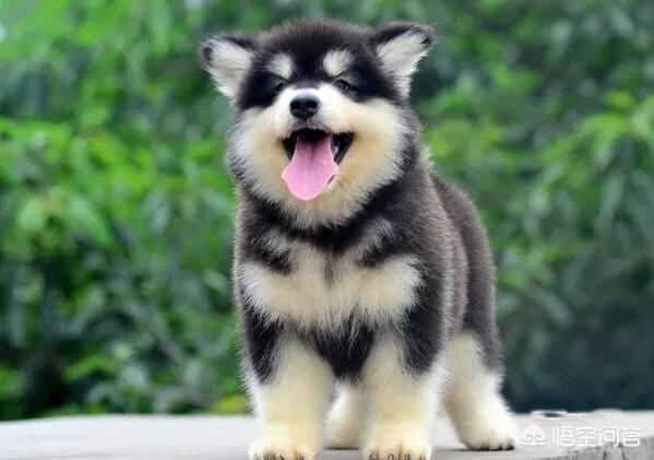 阿拉斯加犬怎么养:养阿拉斯加需要注意什么？