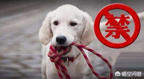 哈尔滨市养犬办公事:哈尔滨对养犬有哪些规定？金毛犬是否可以养？
