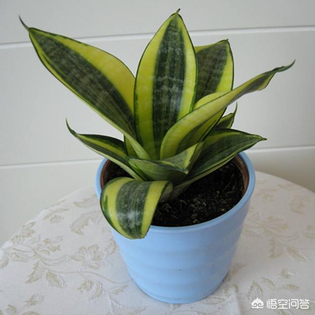 短叶虎尾兰图片大全:养殖虎尾兰需要注意哪几个方面？