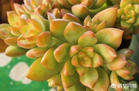 王玉珠帘多肉植物图片:朋友送了一盆多肉，这都是什么品种？该怎么养？