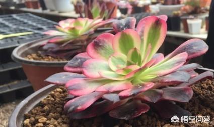 头条问答 多肉植物很容易种养 为什么网上还卖那么贵 7个回答