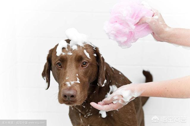 拉布拉多犬价格:拉布拉多犬的价格一般是多少？