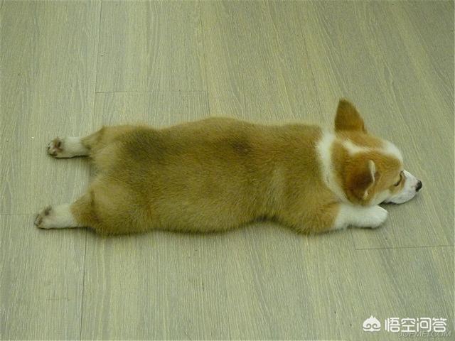 宠物狗大白熊好养吗:宠物狗大白熊 中华田园犬好养吗？它们有什么样的优点？