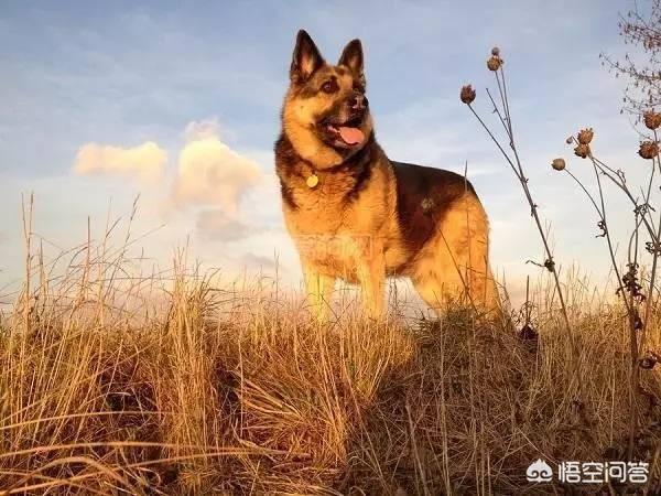 改变世界的犬类流浪狗:哪些狗狗不能成为流浪狗，不然可能会没命？ 流浪狗是名犬