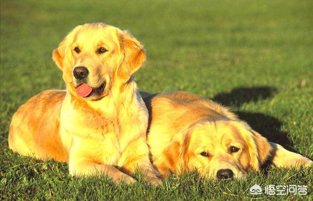 金毛犬有什么缺点？插图31
