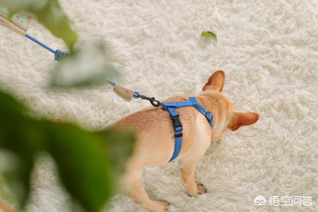 缉毒犬偷吃薯条:如何在遛狗时让狗狗不乱捡东西吃？
