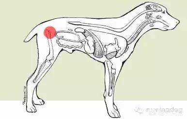 萨摩犬佝偻病症状:萨摩耶犬有什么易犯疾病？