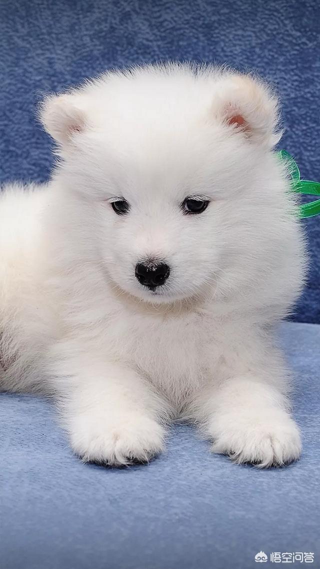 萨摩犬佝偻病症状:萨摩耶犬有什么易犯疾病？