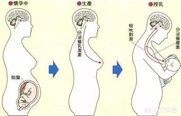 怀孕就有乳汁分泌了:怀孕7个月就来奶了正常吗？