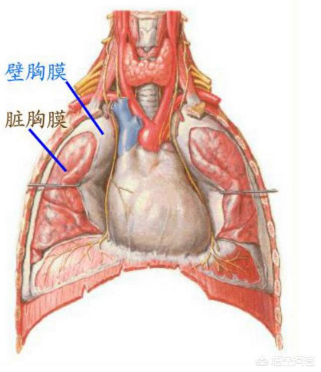 胸膜在哪个位置图片