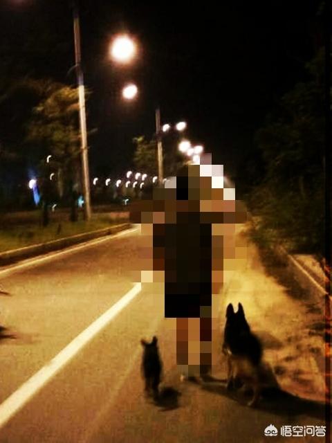 白色瑞士牧羊犬公母区别:你觉得白色瑞士牧羊犬智商排第几位？
