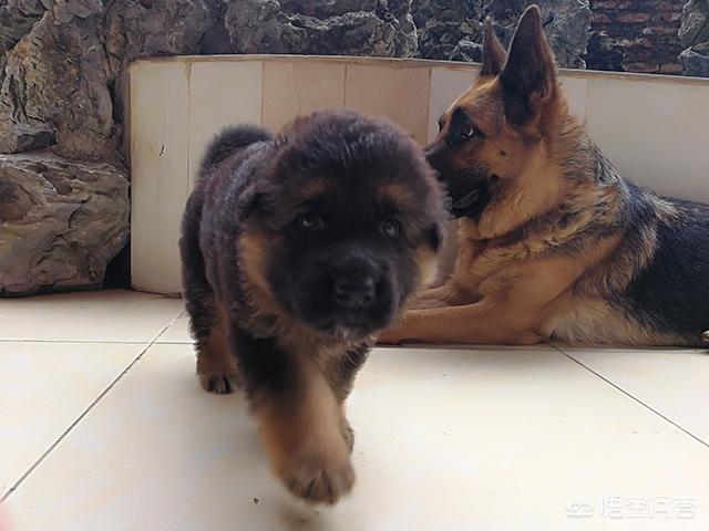 白色瑞士牧羊犬公母区别:你觉得白色瑞士牧羊犬智商排第几位？