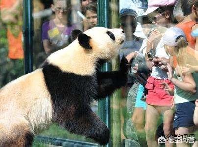 大熊猫咬人吗:熊猫没有攻击力，为什么没有灭绝？