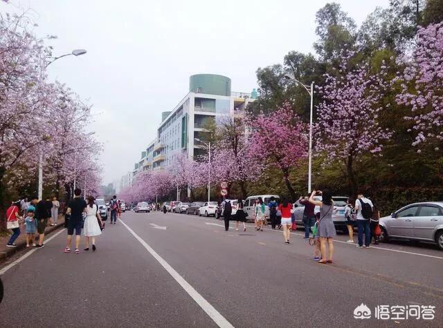 广州芳村花鸟鱼虫市场黑历史:广州有哪些非常值得一去的地方？