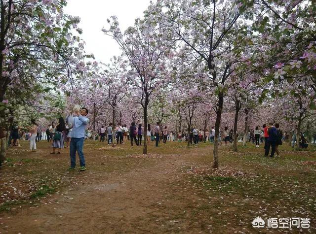 广州芳村花鸟鱼虫市场黑历史:广州有哪些非常值得一去的地方？