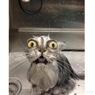 爱洗澡的猫猫视频:爱洗澡舞蹈视频 给猫洗澡对猫来说残忍吗？