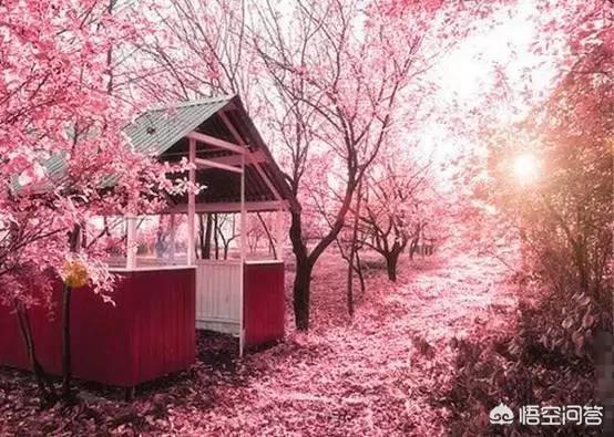 请以“桃花落了,你在哪里”开头写一篇古文？