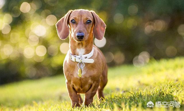 宠物去世后你会以何种方式处理呢？插图5