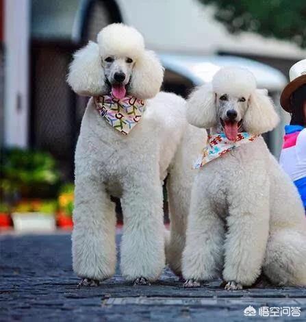 贝灵顿梗犬纯种多少钱:想养一只不太掉毛，体型中等的狗，有什么好的推荐？