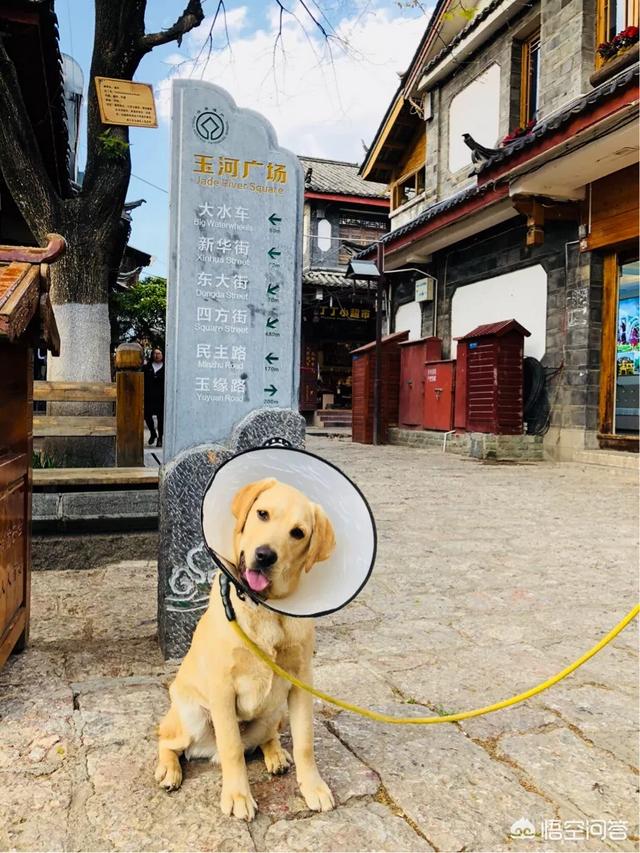 头条问答 如何带狗狗一起自驾游 训犬师祁玮的回答 0赞