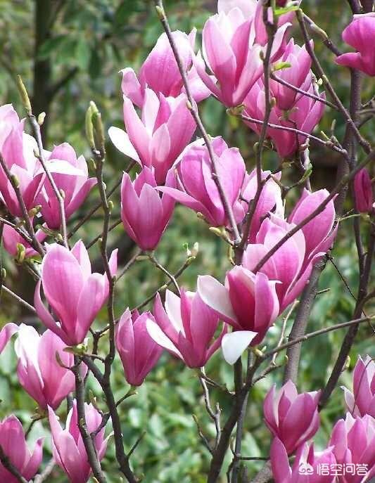 头条问答 木莲花儿和玉兰花是同一种花儿么 8个回答