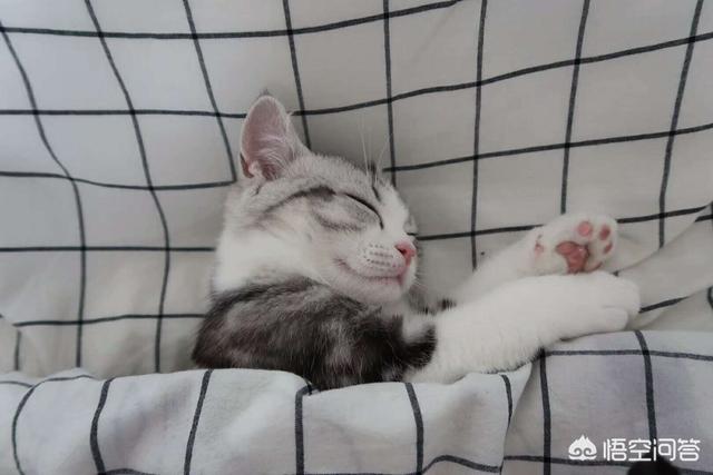 猫咪晚上睡觉的时候和人在一起睡这样好吗？