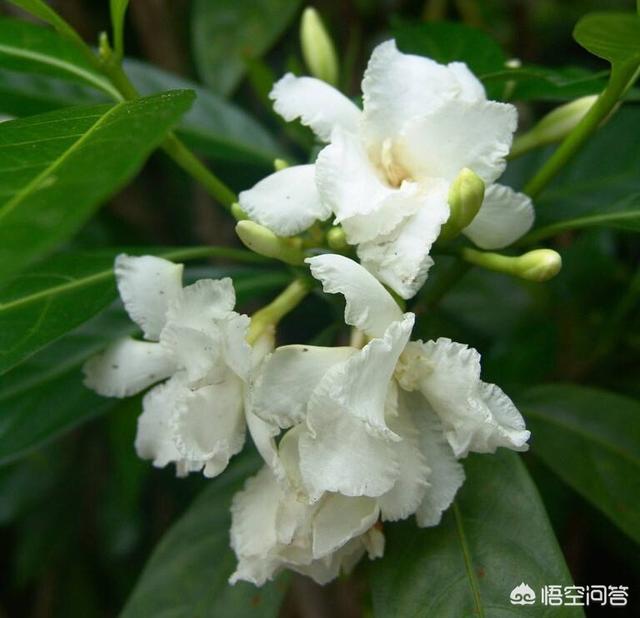 狗牙花:狗牙花长骨朵不开花是什么原因？