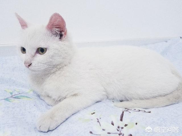 第一巨猫angie:从奶猫到成猫，颜值是如何演变的呢？