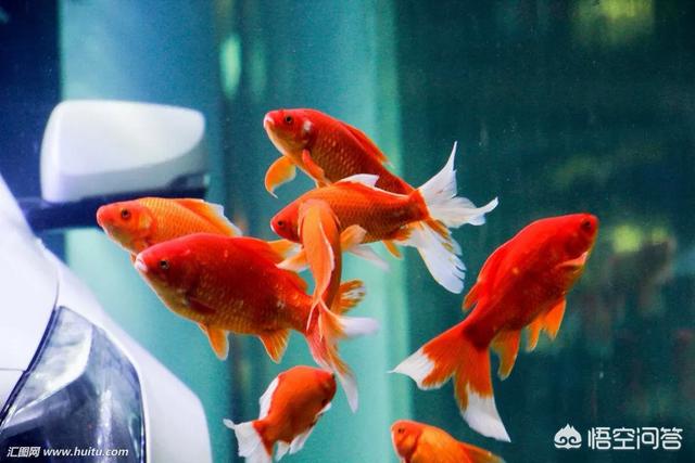 鱼缸水族箱养鱼知识:家庭鱼缸养鱼知识家庭养鱼技巧与注意？