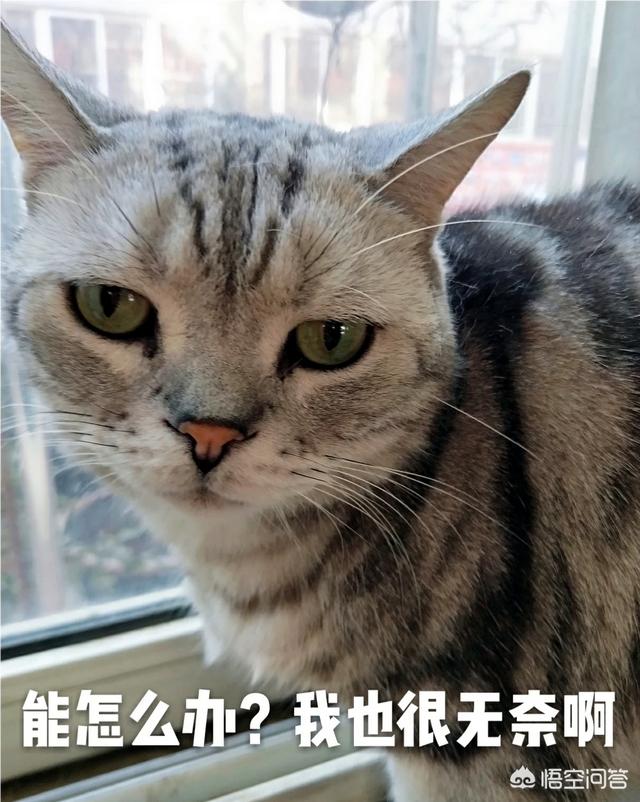 新手养猫注意事项两个月:抱回来一只两个月大的小狸花猫，关于新手养猫有什么建议吗？